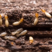 Wood Destroying Insect (WDI) Inspections